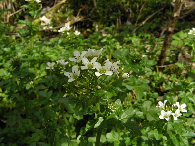 Cardamine amara / Billeri amaro